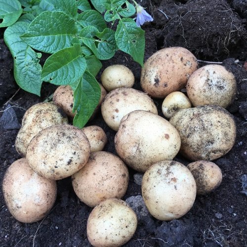 Mingaroa Farms New Season Spuds!